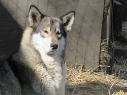 wolf hybrids for sale