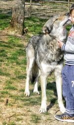 Wolfdog / wolf hybrid puppies