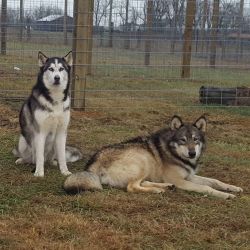 High content wolf dog pups for sale