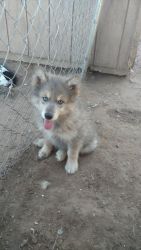 Low content wolf dog puppies for sale