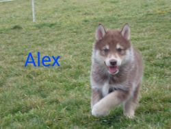 Alex wolf hybrid male