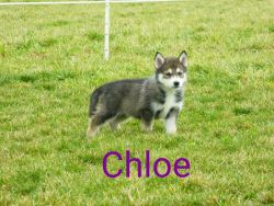 Chloee wolf hybrid