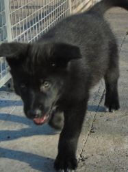 Wolf Dog Puppies 1 Male 1 Female