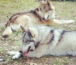 wolfdog pups