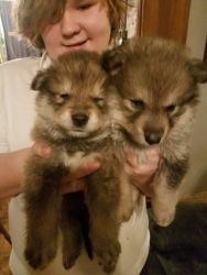 Wolf dog puppies