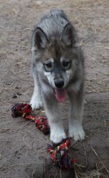 Siberian Husky/Alaskan Malamute/wolfdog Cross