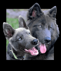 Rare Blue Wolfdogs