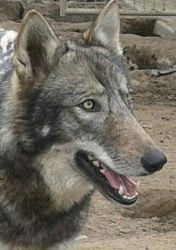 Wolf Husky Puppies