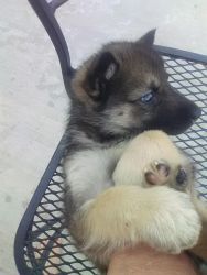 /husky/malamute/greywolf pup