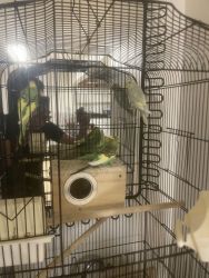 4. Cockatiel birds, babies for For sale