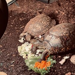 2 sweet inseparable turtles