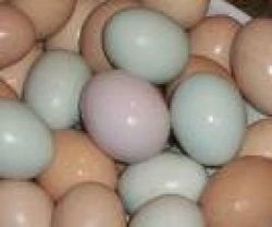 Timneh Grey eggs, Umbrella Cockatoo eggs,