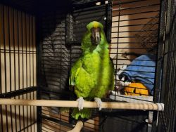 Yellow nape amazon parrot