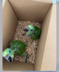 Yellow Nape Amazon parrot - $1,600