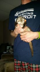 3 month old ferret for sale