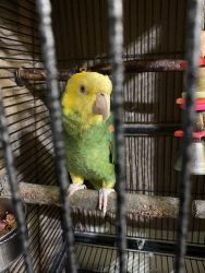 Yellowhead parrot