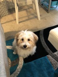 Darling 6 months old Yochon puppy for sale