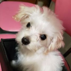 Tiny Yo-Chon Puppy