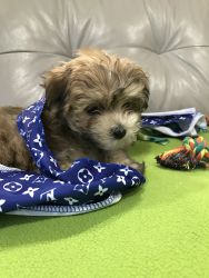 Yorkie Chon puppy for sale!