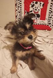 Yorkie Chon puppies for sale