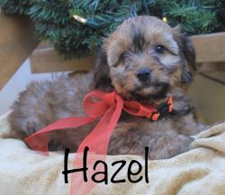 Yorkie Chon Yochon Puppy *Hazel*