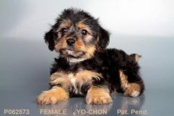 Our Female Yo-Chon Puppy!