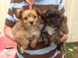 parvovirus Yochon Puppies For Sale