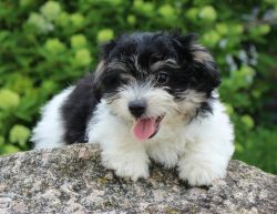 Charming Male Puppy(Asher)