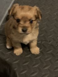 Adorable 4 week old Yorkie-Pom for sale . Up-to-date shots, and puppy