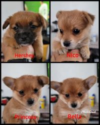 4 Yoranian Puppies