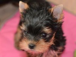 male and female yorkies for new homes