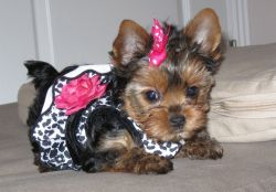 cute lovely yorkie puppies for adoption...