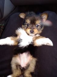 Have a yorkie pomeranian mix for sale almost 7 weeks and female