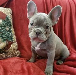 I just wanna know if you are interested in my French bulldog puppies A