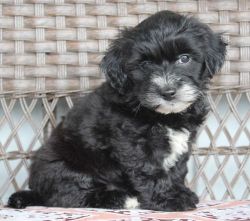 Yorki Poo Puppies for Sale