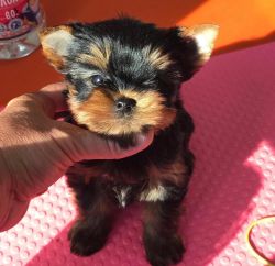 my pup Looking for a sweet home Cute lovely Yorkiepoo puppy