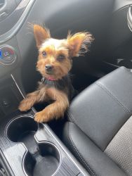 Looking for a loving home for My 5 month Yorkie