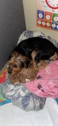 Yorkie for sale! (Cookie)