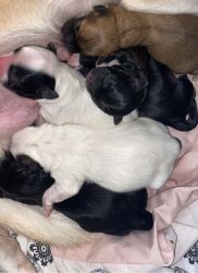Puppies for sale!