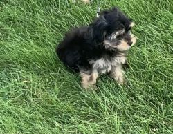 Yorki Poo puppy for sale