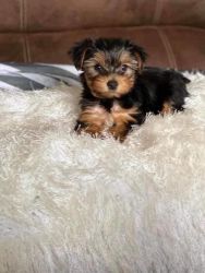 Looking for a sweet home Cute lovely Yorkie puppy Sex: Female Mess