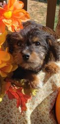 Male toy yorkipoo puppy 