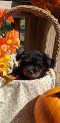 Male Yorkipoo puppy ,