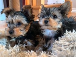 YorkiePoo Puppies For Sale