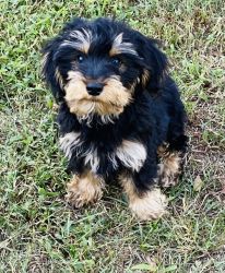 Yorkie Poo for Sale