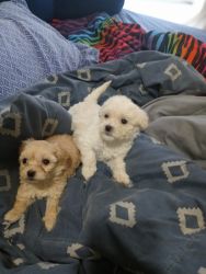 Yorkie poo females looking for a forever home email for rehoming fee