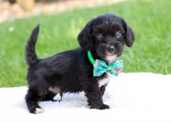 Cute Yorkie Poo Male And Female Puppies