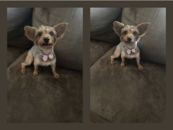 9 month old Yorkipoo
