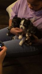 Three puppies for sale