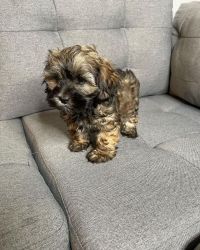 Beautiful puppy for sale